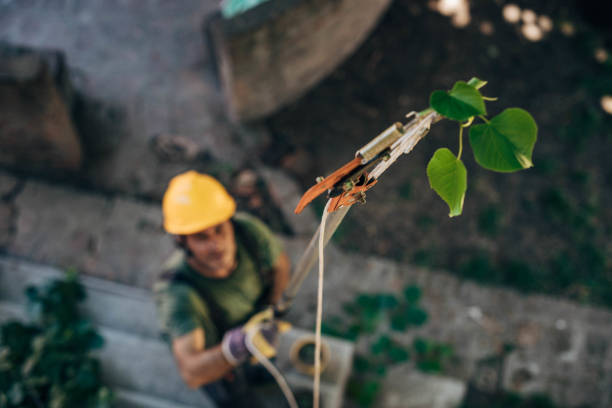 How Our Tree Care Process Works  in Parsons, TN